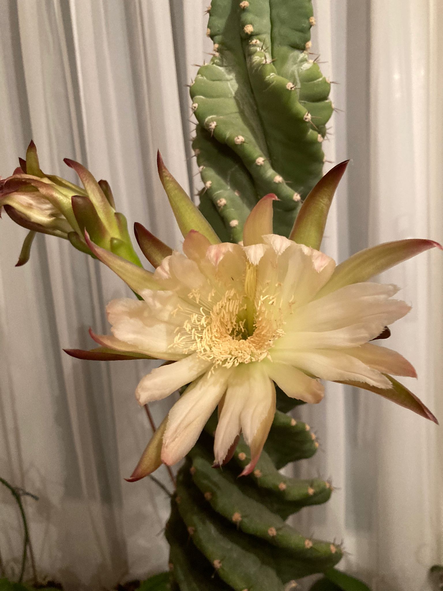 CEREUS